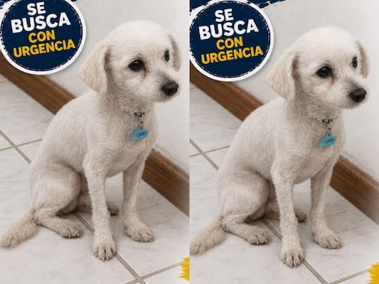 Buscan al perrito Lukas en Corregidora; fue visto por última vez el 26 de mayo