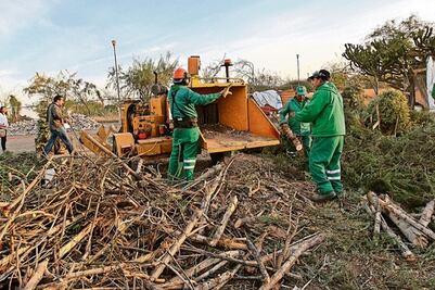 Recolección de pino sirve para reforestar camellones, señalan