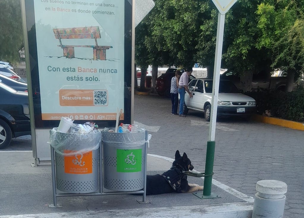 Perrito espera a su dueño en la "Comer de Zaragoza"; su humano habría sido detenido