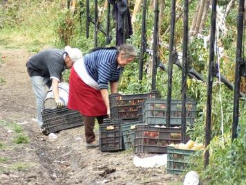 Oro rojo de la Sierra