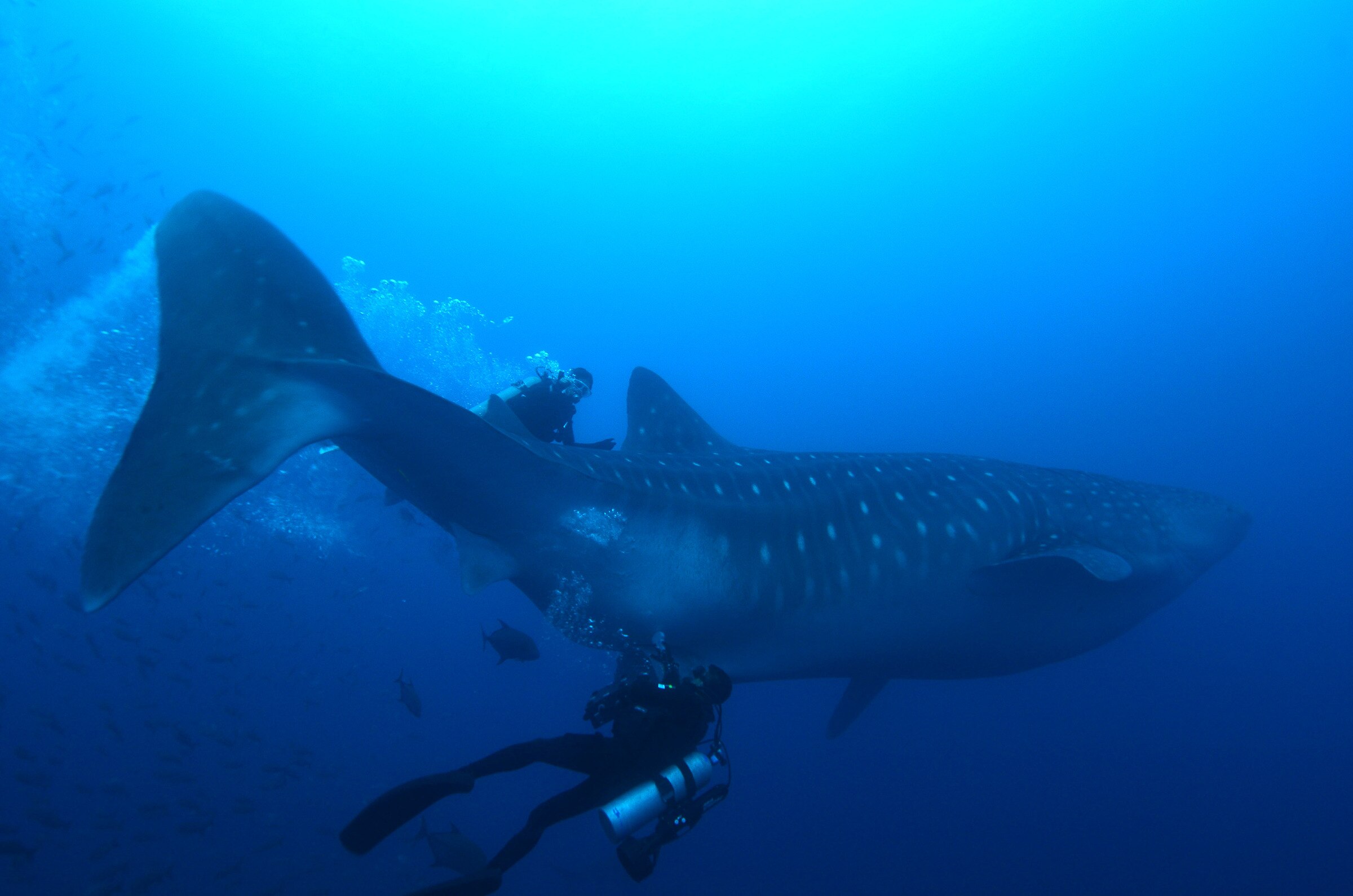 Realizan en Galápagos ultrasonido a tiburones ballena en estado silvestre