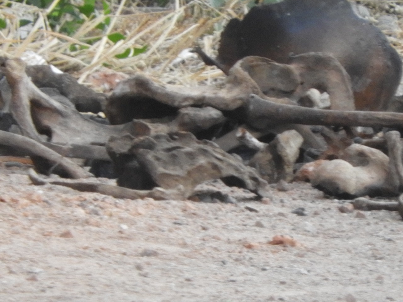 Hallan osamenta dentro de bolsas de plástico