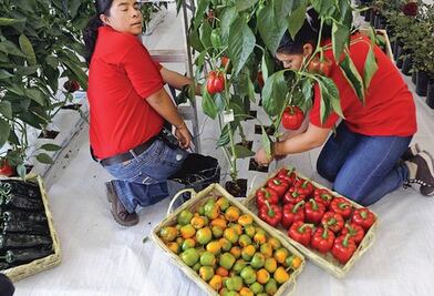 Destina Sedea 9 mdp a hortalizas 