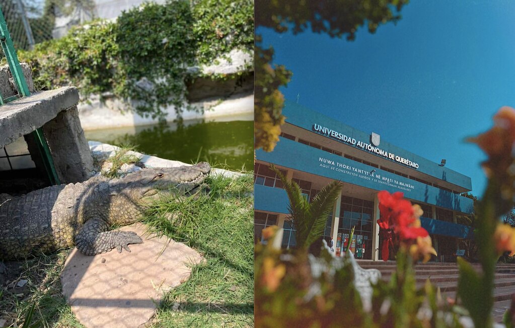 Choco, el cocodrilo de la Universidad Autónoma de Querétaro