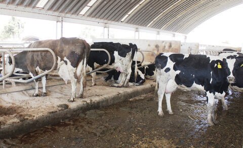 Impulsa Sedea estrategias para evitar robo de ganado