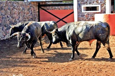 Desembarcan novillos en Provincia Juriquilla