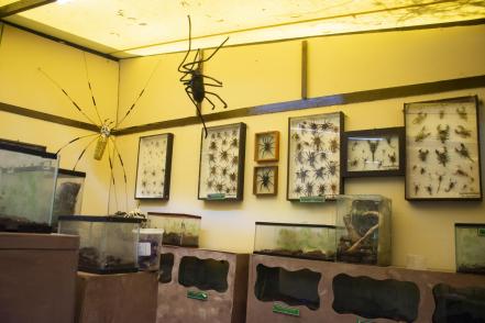 Museo de Bichos, cercanía y aprecio a la biodiversidad 