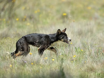 Advierten jaurías ferales en Panec
