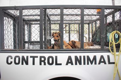 Destinan 2 millones a protección de animales