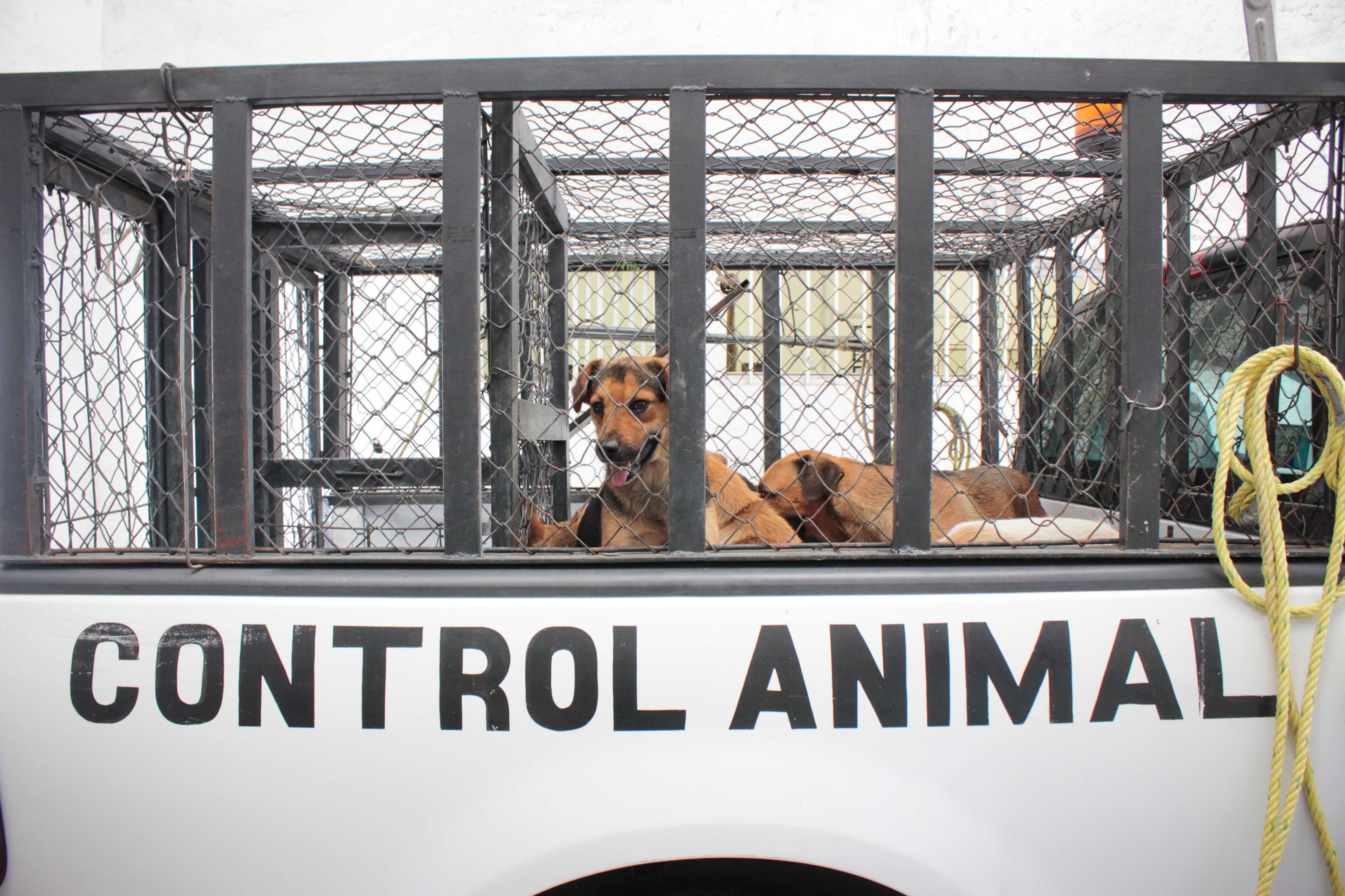 Destinan 2 millones a protección de animales