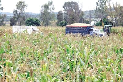 Compensarán por lluvia a agricultores