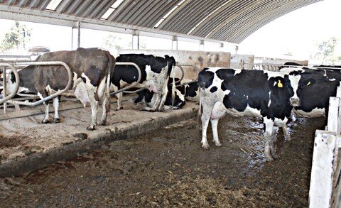 Deja robo de ganado pérdidas de 1 mdp