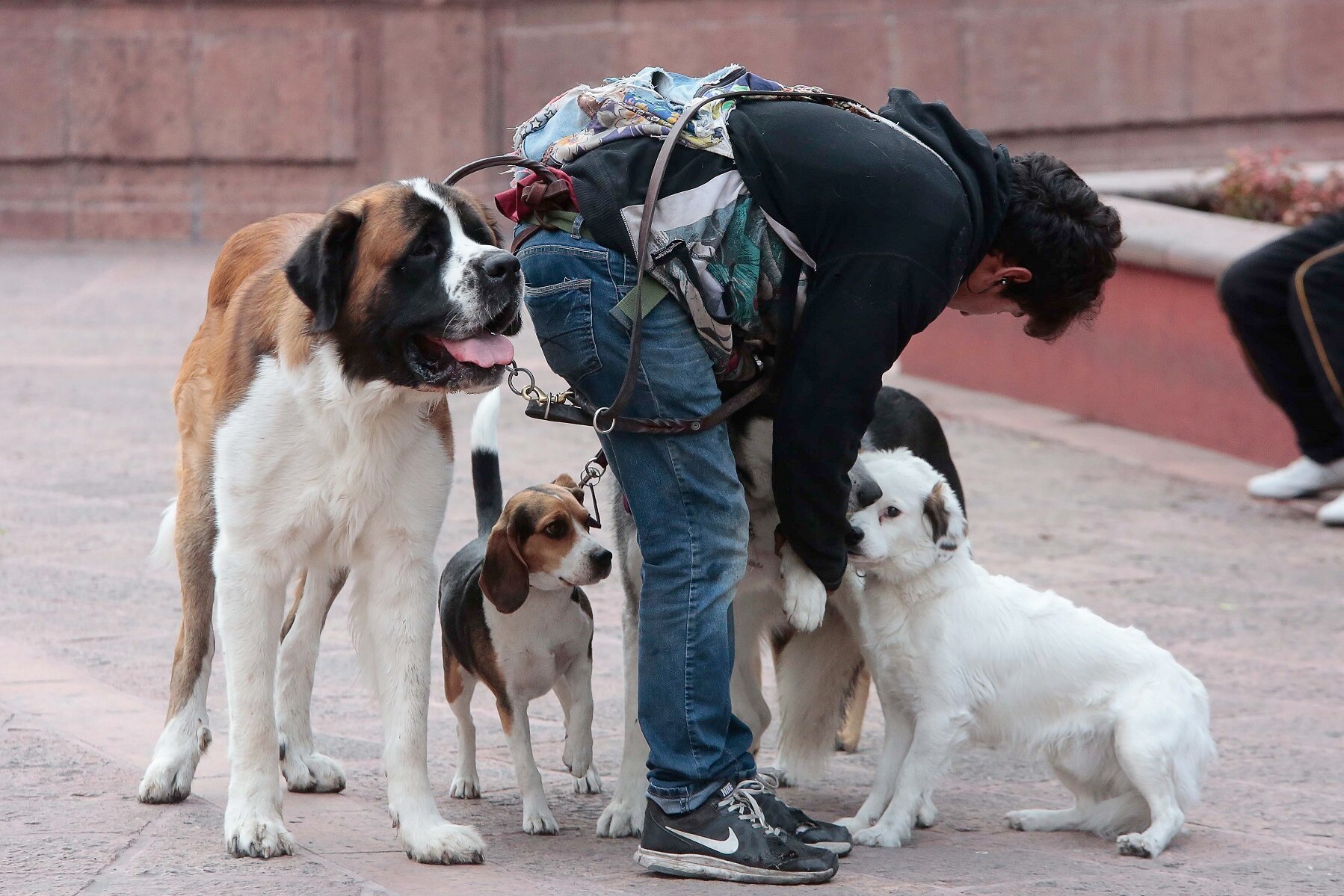 Genéticamente por qué el perro es el mejor amigo del hombre