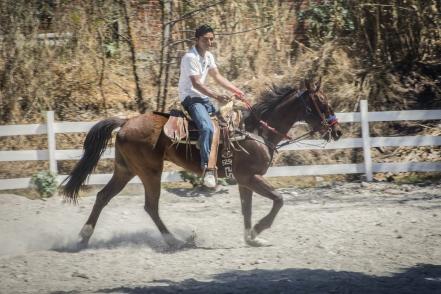 Caballos, una opción para salir de la adicción