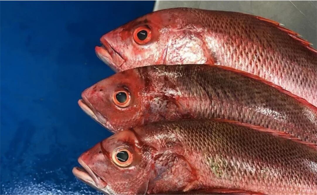 Foto: instagram promarexmzt