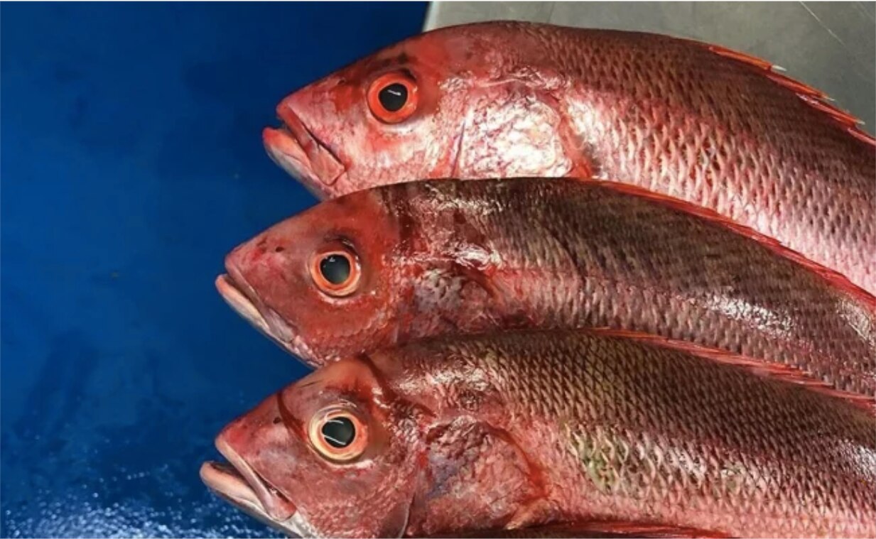 Beneficios de consumir huachinango