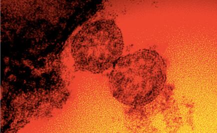 Mutación E484K del coronavirus es detectada en México