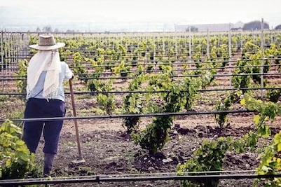 Vinos locales pagan más impuestos que extranjeros