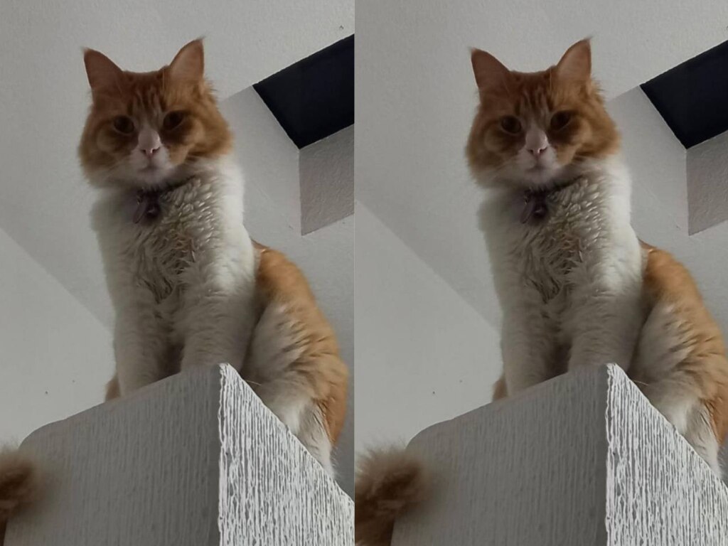 Buscan a la gatita Siri; se extravió en el municipio de Corregidora