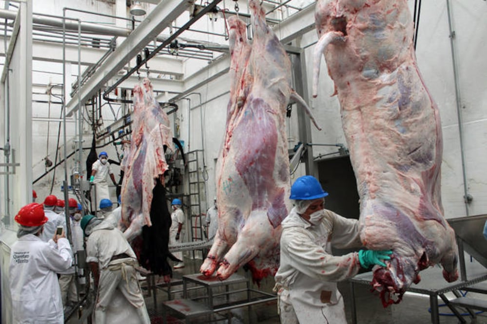 Baja 70% ingreso de reses a rastro de la capital 