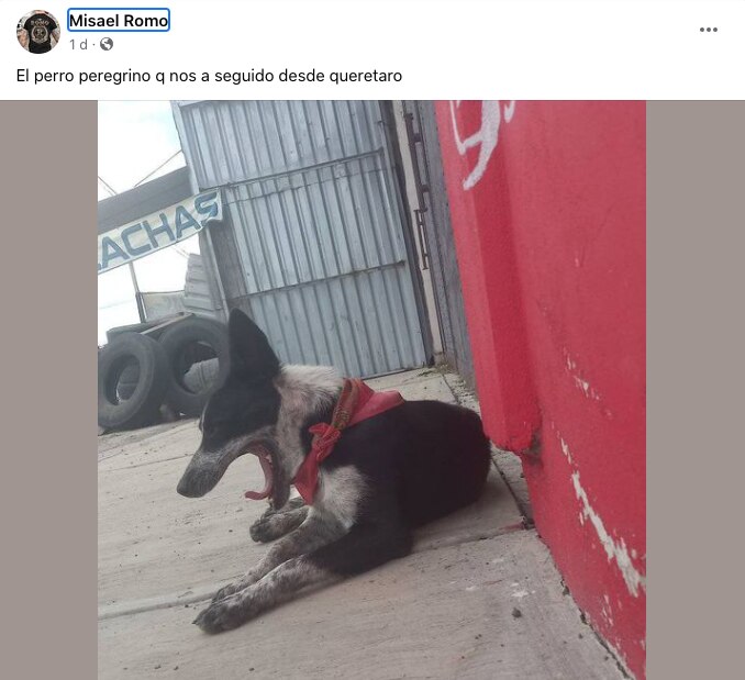 Perrito caminó al Tepeyac