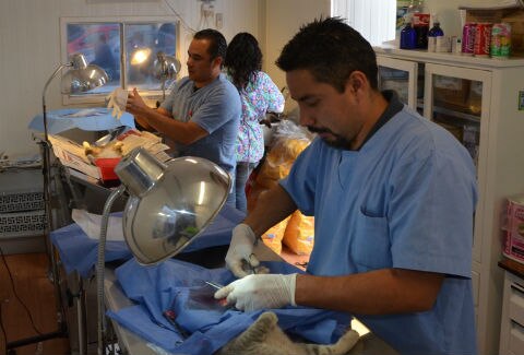 Más de 400 servicios a mascotas