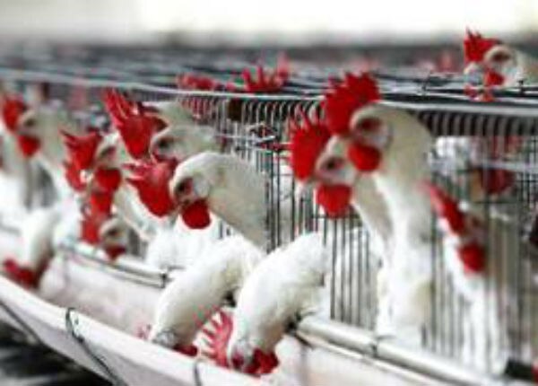 Controlan Gripe Aviar, huevo al alza