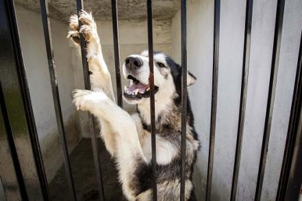 Mascotas, a la espera de casa y cariño 