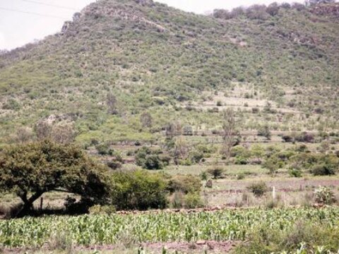 Inventario Forestal