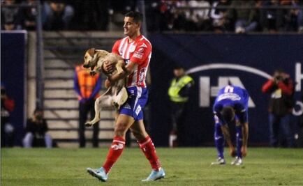 Buscan a Tunita, la perrita que invadió la cancha del Alfonso Lastras