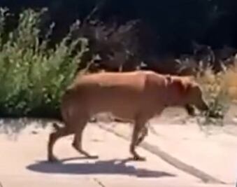 Hallan a Rosa, mascota perdida tras el homicidio de su dueña canadiense 