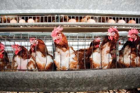 Proyectan aumente producción avícola