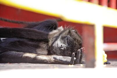 Diversión enjaulada