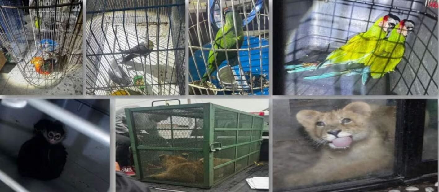 Los animales fueron puestos a disposición de la Profepa para su resguardo. Foto: Especial