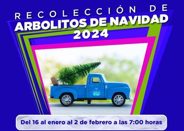 Ya recolectan arbolitos navideños en Corregidora 