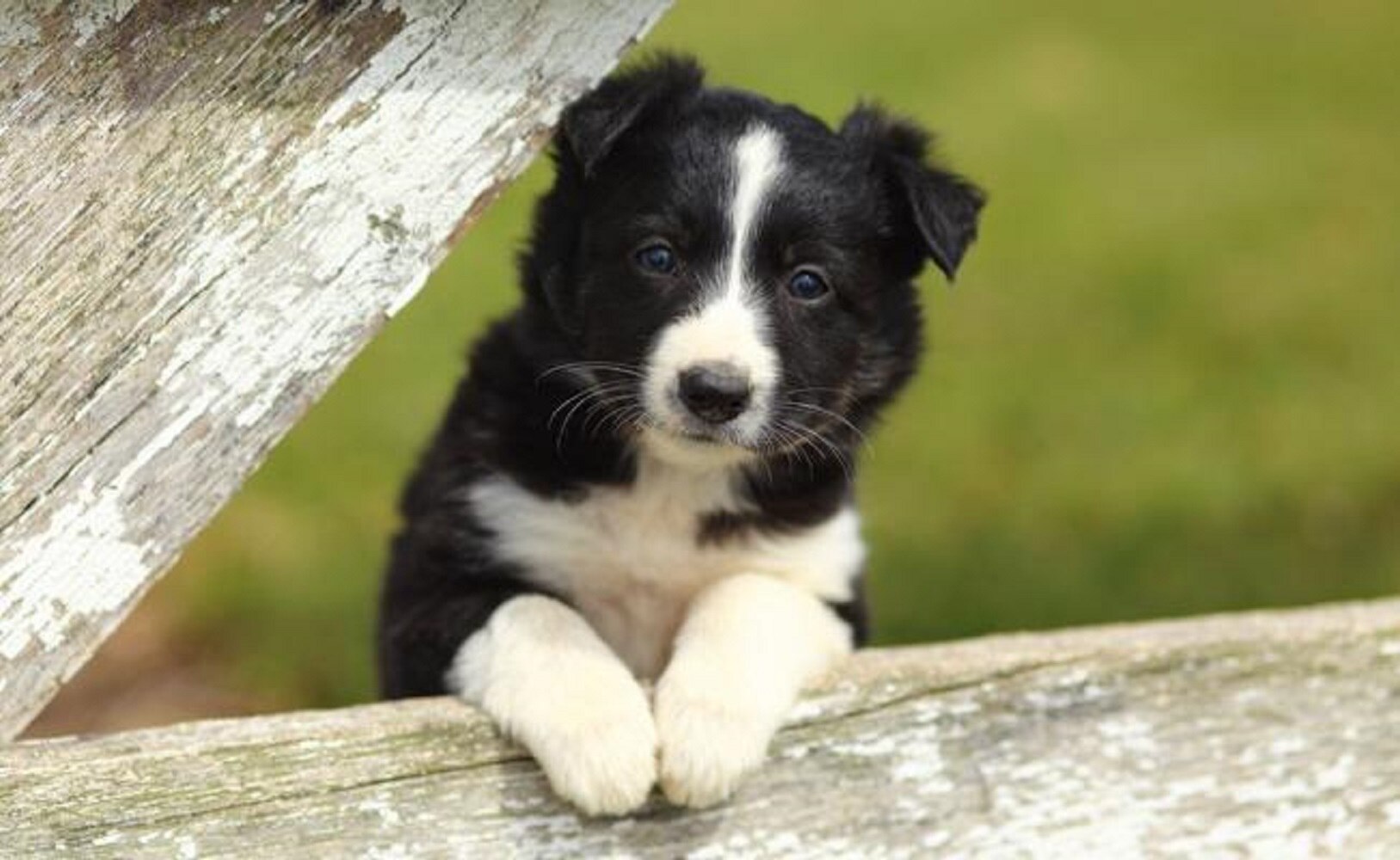 Los videojuegos ayudan a los perros a mantenerse activos mentalmente