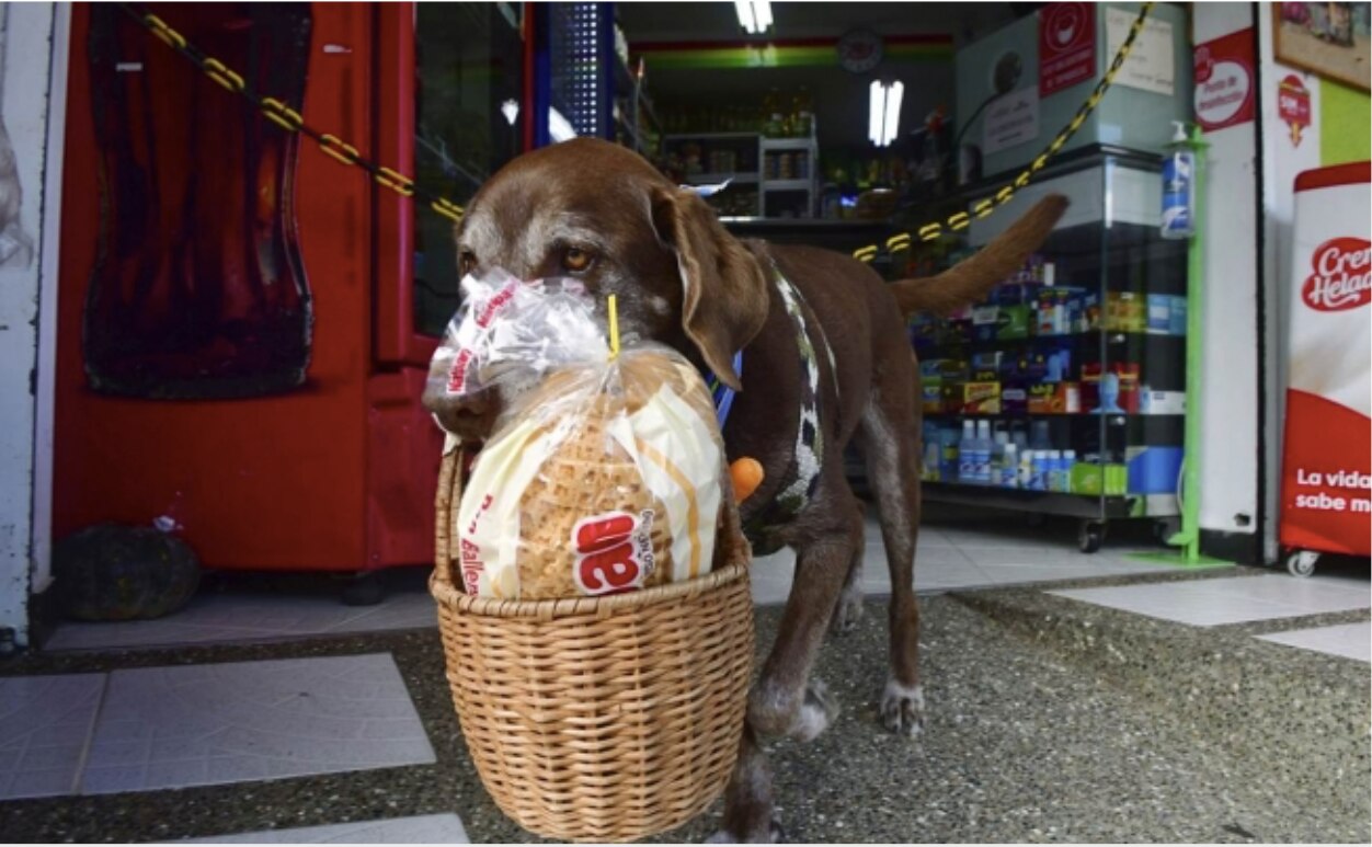 Perro ayuda a tienda en Colombia a mantener distancia social