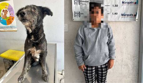 Rescatan a perro en abandono en El Marqués