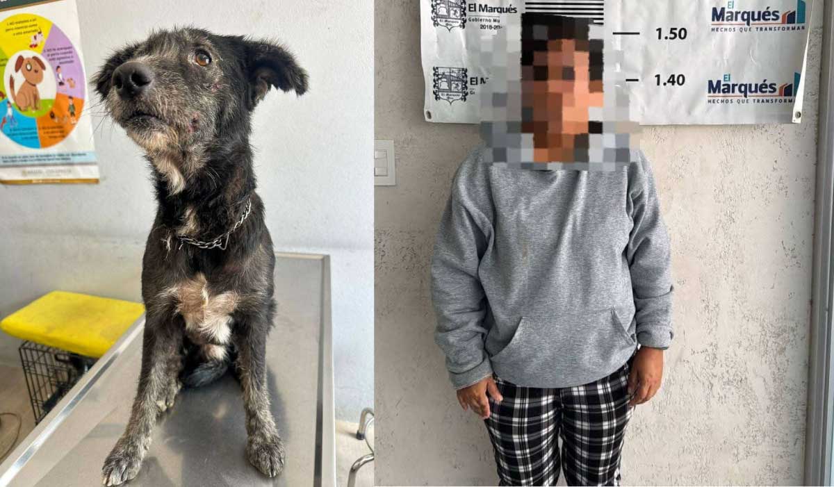 Rescatan a perro en abandono en El Marqués