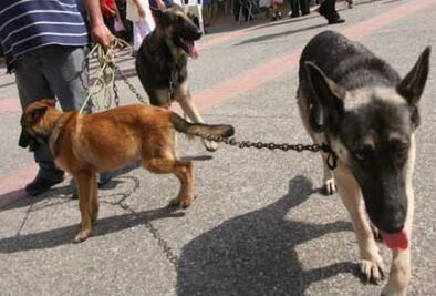Lanzan campaña “Año de Pelos”