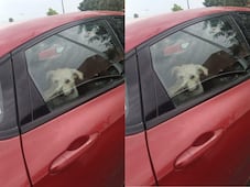 Rescatan a perrito encerrado dentro de un auto en Plaza Candiles
