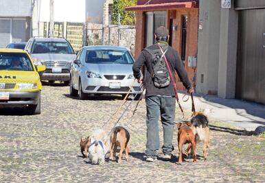 Capacitarán a paseadores de perros que labora en la capital de Querétaro