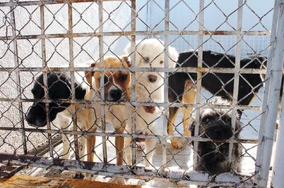 Descartan reubicar a Control Animal