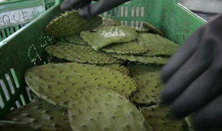 Utilizan nopal para mejorar materiales de construcción