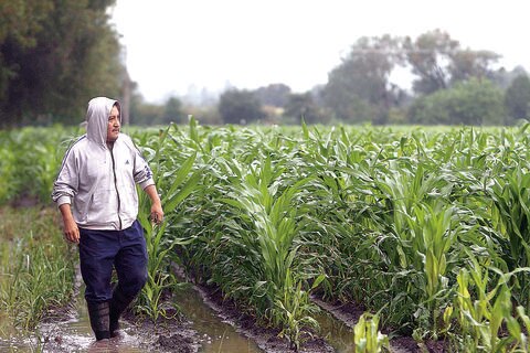 Dañan lluvias 90 hectáreas de cultivos