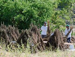 Afrodescendiente, 1.7% de la población en Querétaro: Inegi