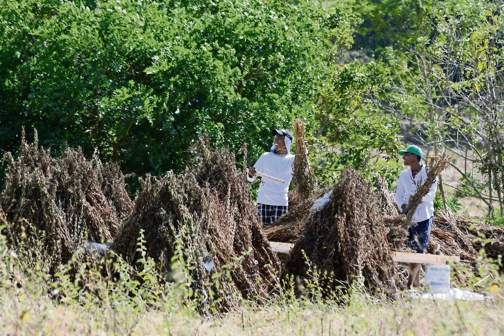 Afrodescendiente, 1.7% de la población en Querétaro: Inegi
