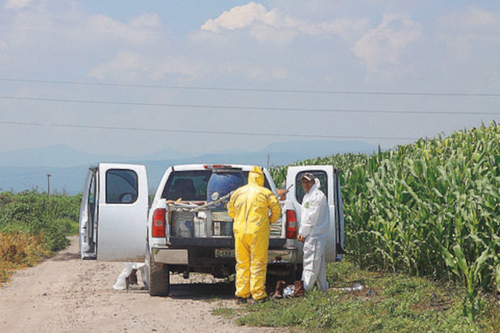 Plagas alertan a productores