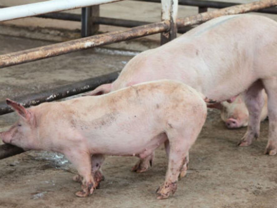Producirán puercos con genes mejorados