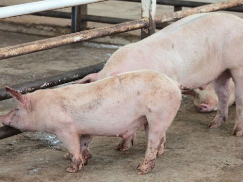 Producirán puercos con genes mejorados